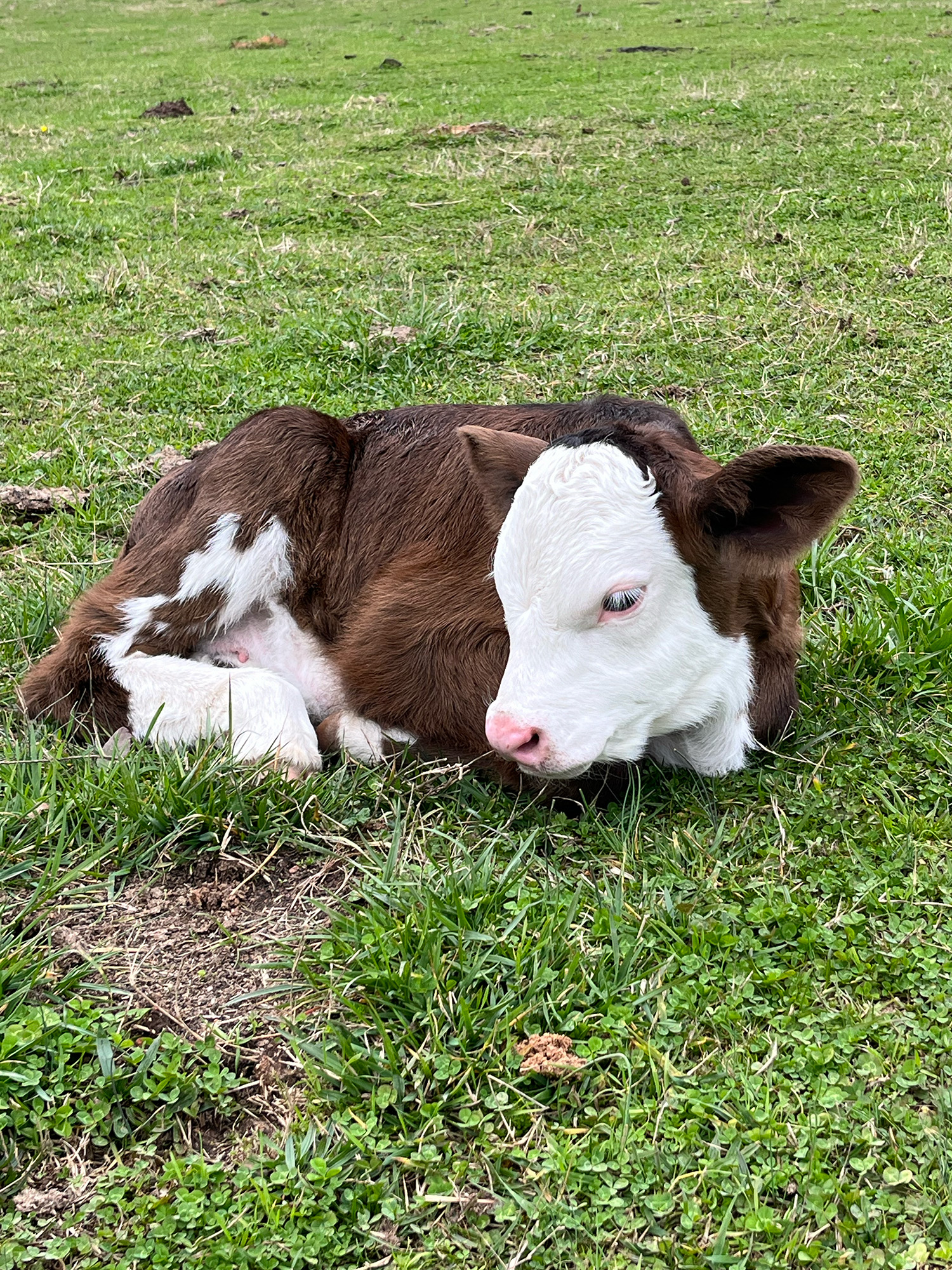Simmental-cross cattle from the Robertson Ranch herd grazing on green Georgia pasture