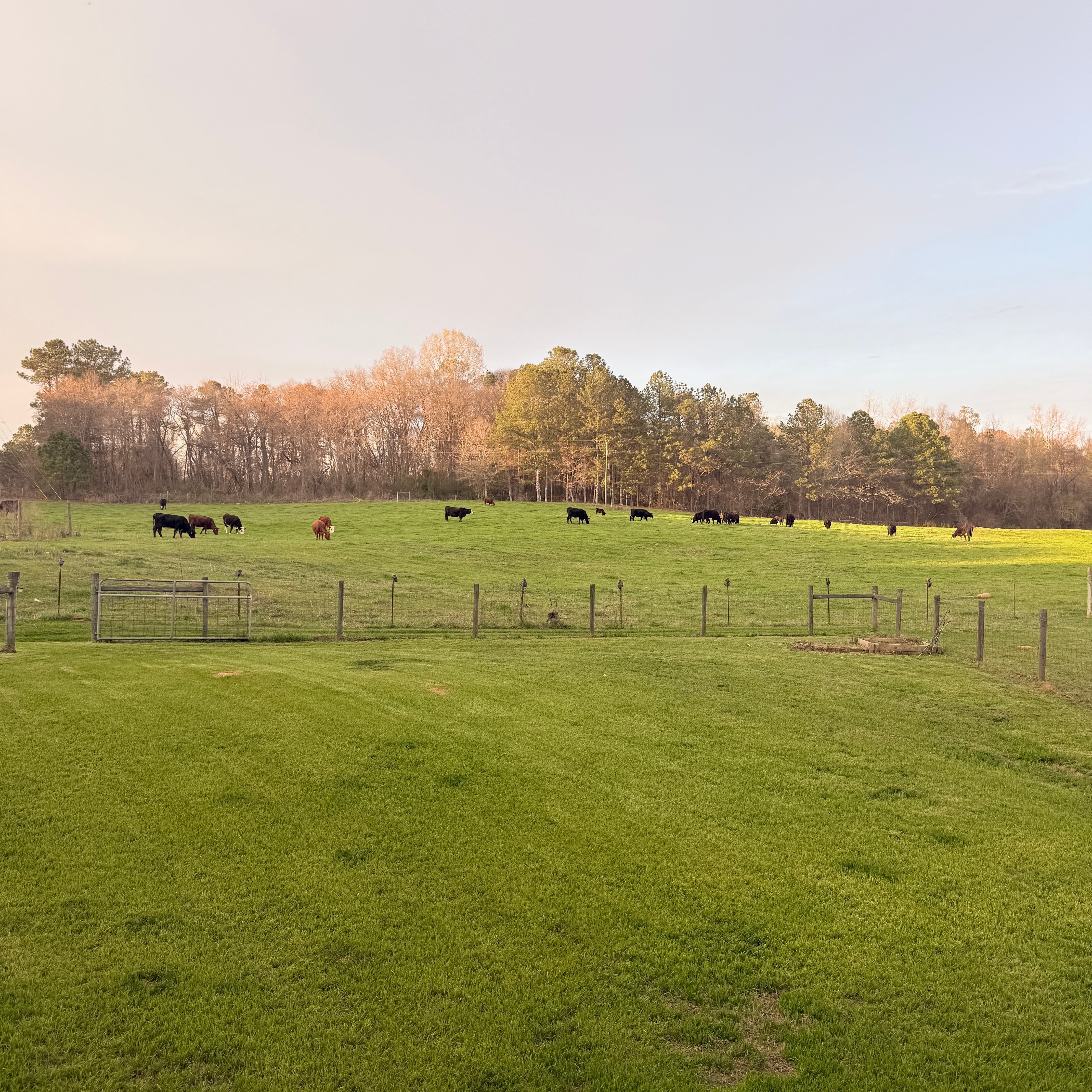evening graze
